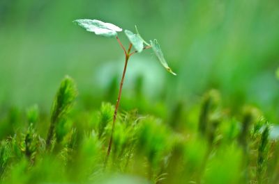 Uprighting the Earth
