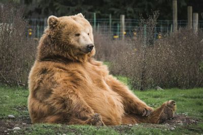 How to Survive a Bear Attack