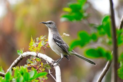 To Be a Mockingbird