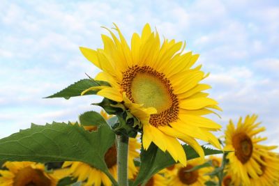 Loveliness: The Greater Problem of Good