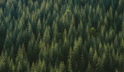 If a Tree Falls ...