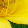 Yellow Flowers - click to see full size