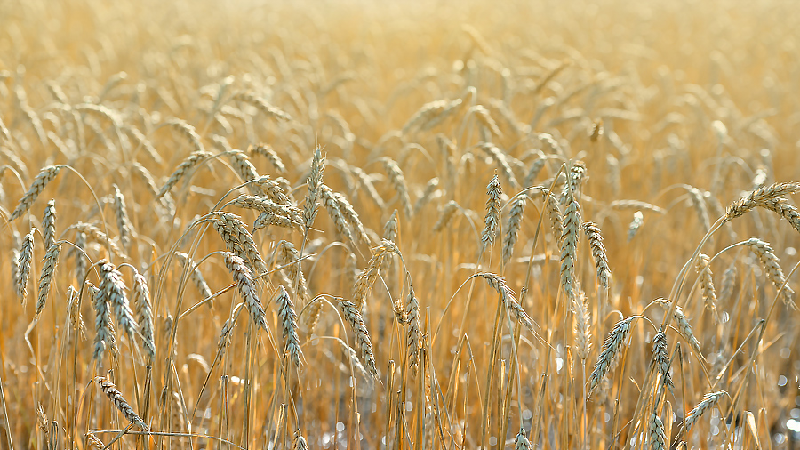 "I Doubt It: The Fields are White" — Heartlight®