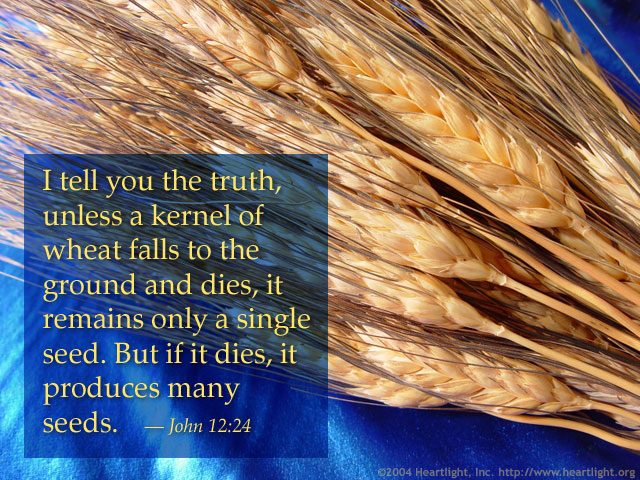 Illustration of John 12:24 on Truth