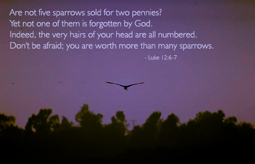 Illustration of Luke 12:6-7 on God