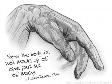 Illustration of the Bible Verse 1 Corinthians 12:14