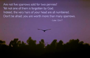 Illustration of the Bible Verse Luke 12:6-7