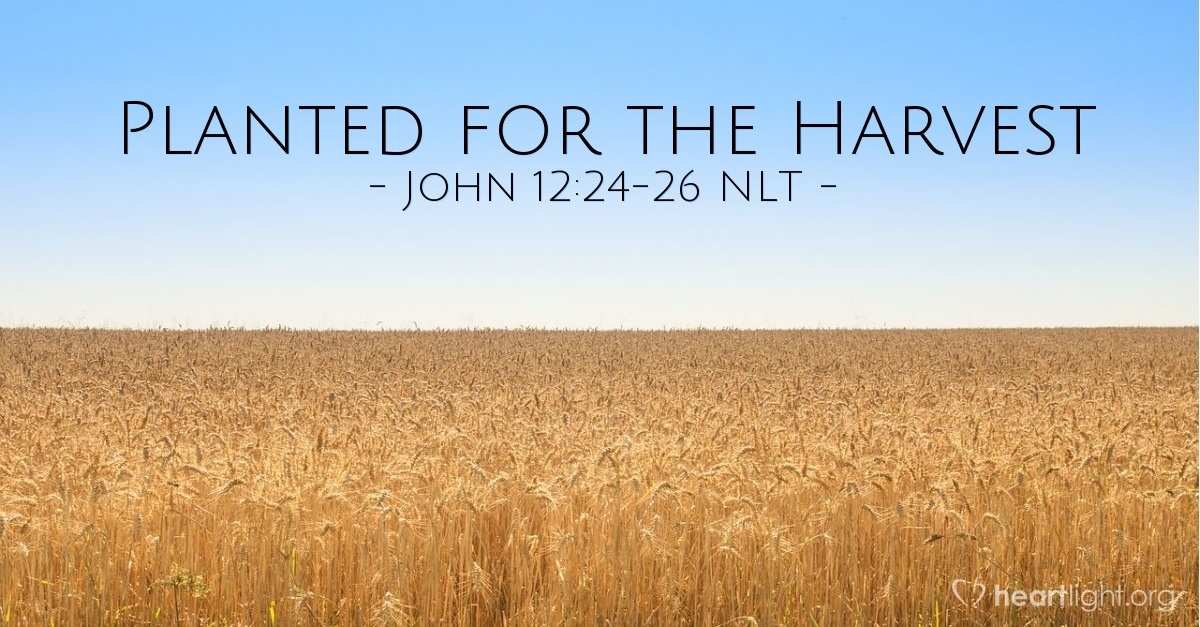 "Planted for the Harvest" — John 12:24-26 (What Jesus Did!)
