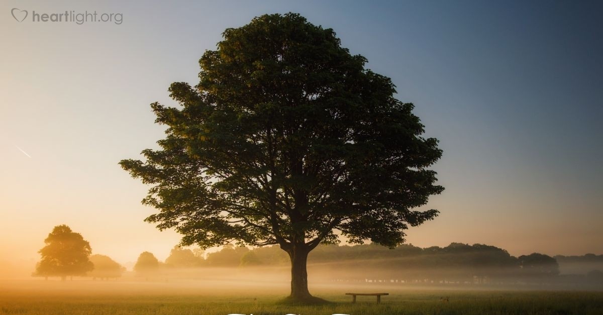 "The Fig Tree" — Mark 11:12-14 (What Jesus Did!)