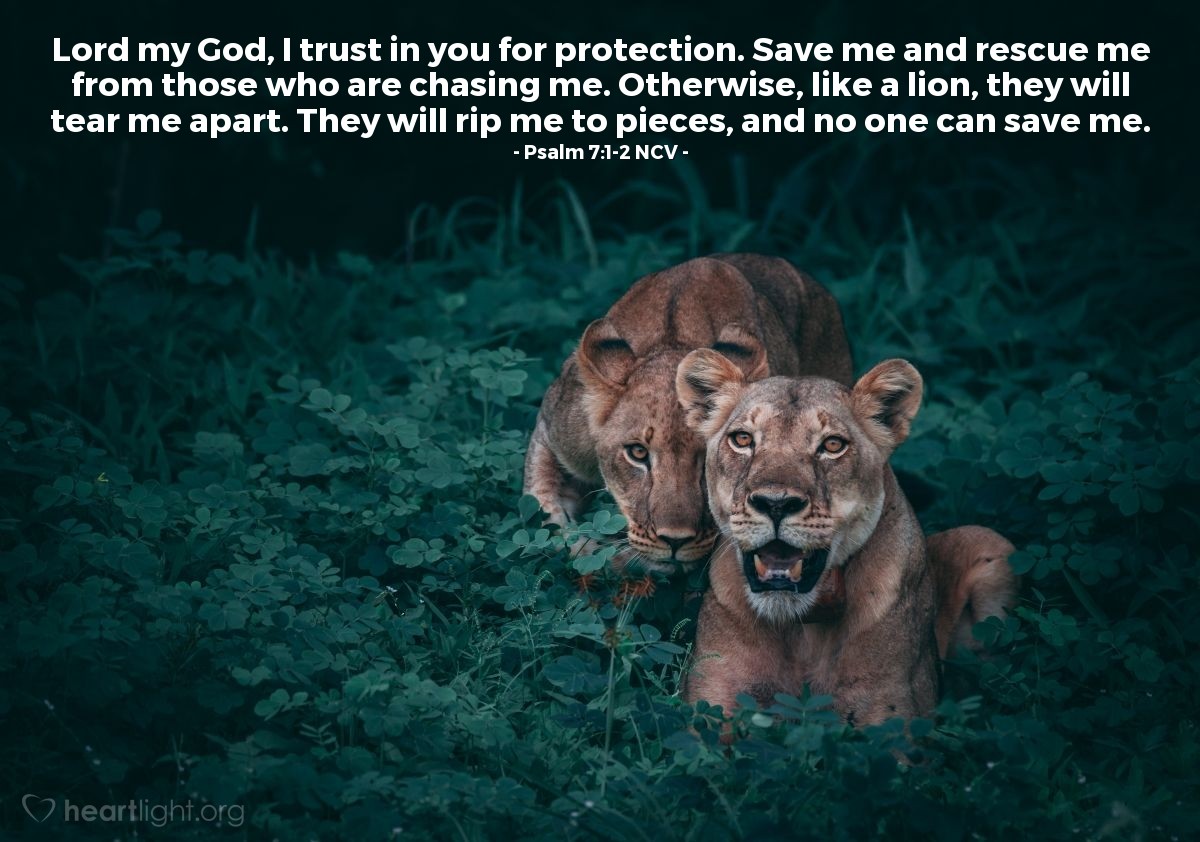 Illustration of Psalm 7:1-2 NCV — Lord my God, I trust in you for protection.  Save me and rescue me from those who are chasing me.  Otherwise, like a lion, they will tear me apart.  They will rip me to pieces, and no one can save me.