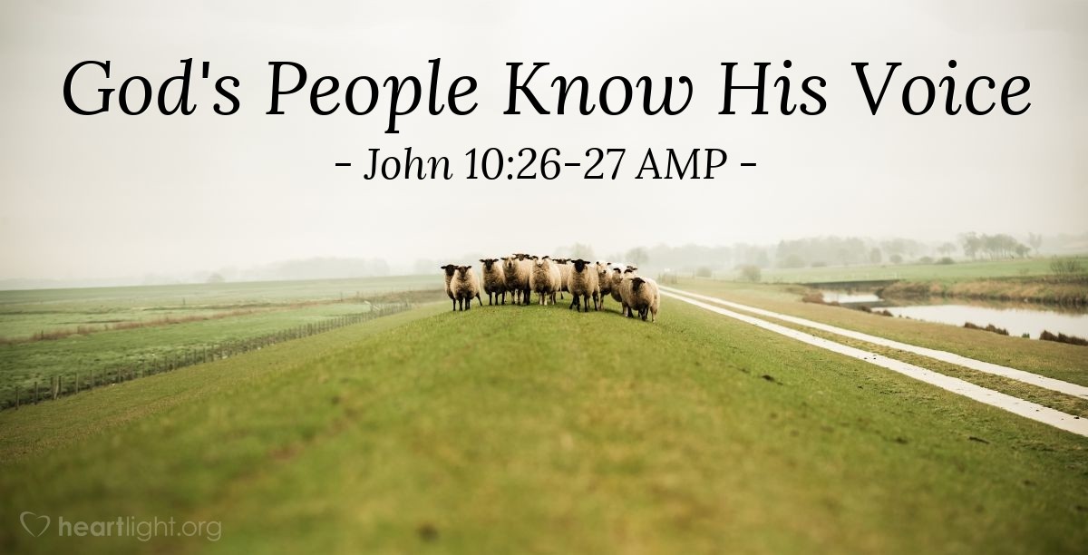 Illustration of John 10:26-27 AMP — But you do not believe Me [so you do not trust and follow Me] because you are not My sheep. The sheep that are My own hear My voice and listen to Me; I know them, and they follow Me.