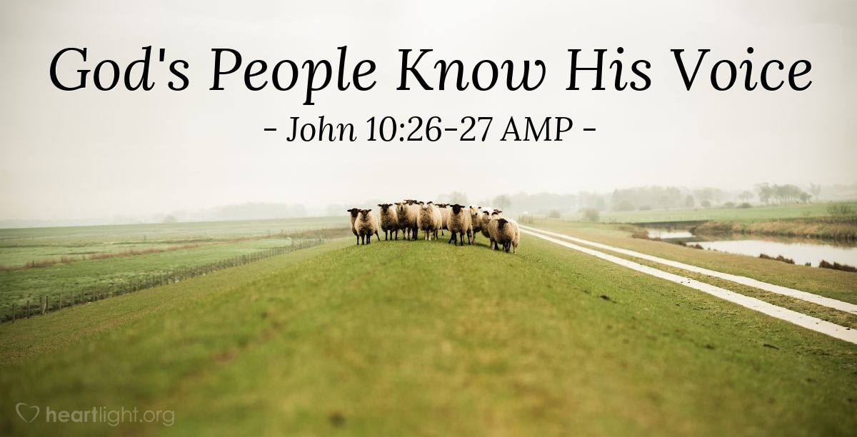 Illustration of John 10:26-27 AMP â But you do not believe Me [so you do not trust and follow Me] because you are not My sheep. The sheep that are My own hear My voice and listen to Me; I know them, and they follow Me.