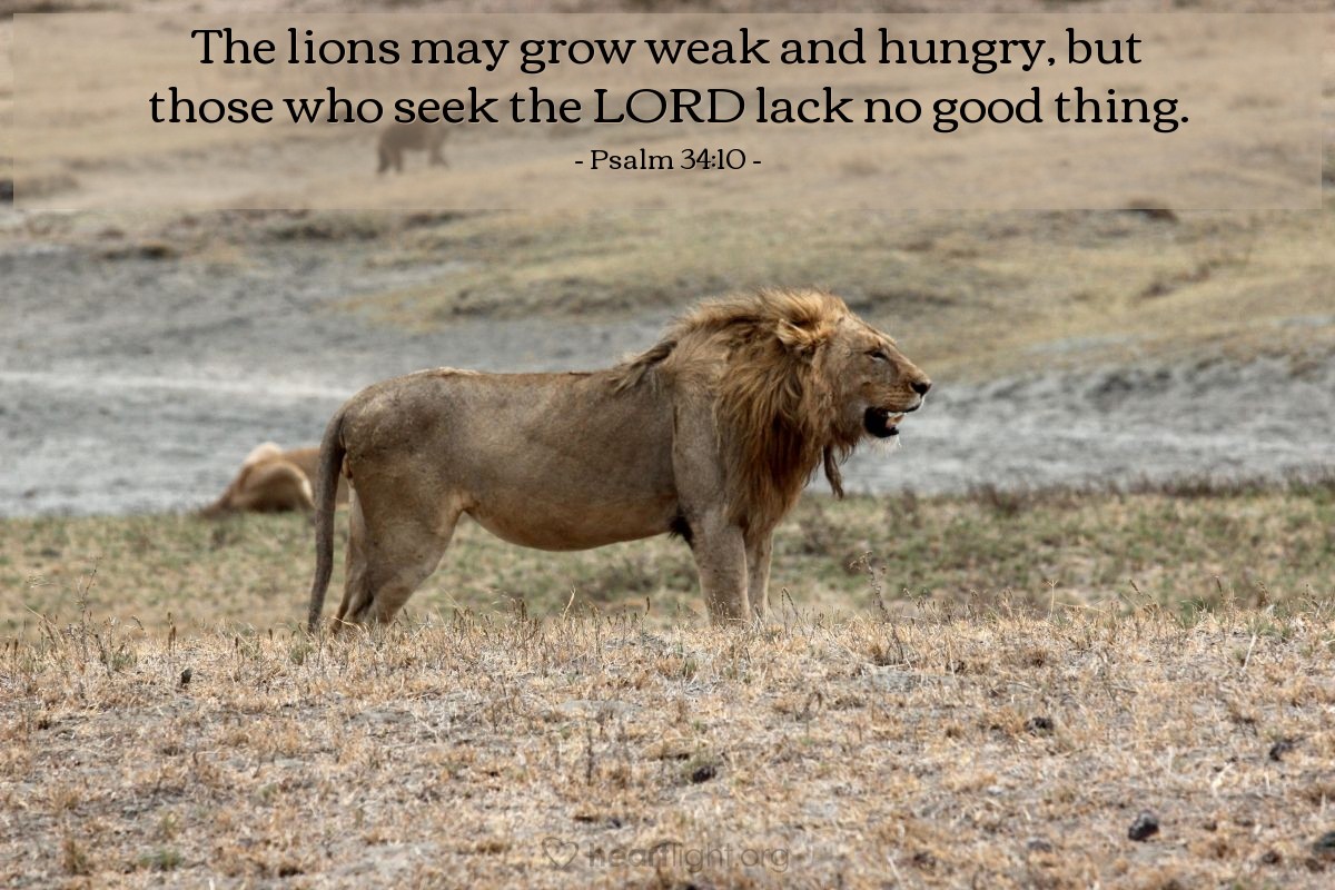 Illustration of Psalm 34:10 — The lions may grow weak and hungry, but those who seek the LORD lack no good thing.