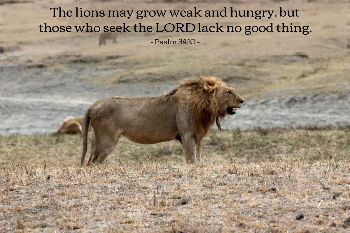 Illustration of Psalm 34:10 — The lions may grow weak and hungry, but those who seek the Lord lack no good thing.