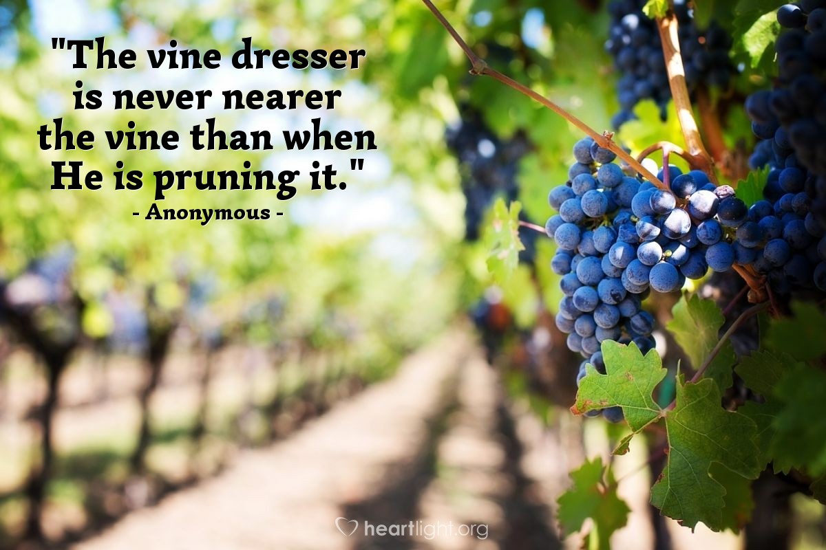 Illustration of Anonymous — "The vine dresser is never nearer the vine than when He is pruning it."