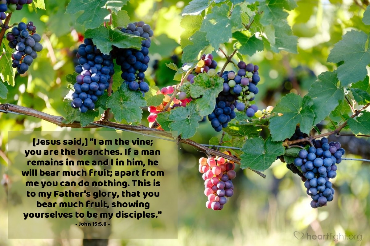 Illustration of John 15:5,8 — [Jesus said,] "I am the vine; you are the branches. If a man remains in me and I in him, he will bear much fruit; apart from me you can do nothing. This is to my Father's glory, that you bear much fruit, showing yourselves to be my disciples."
