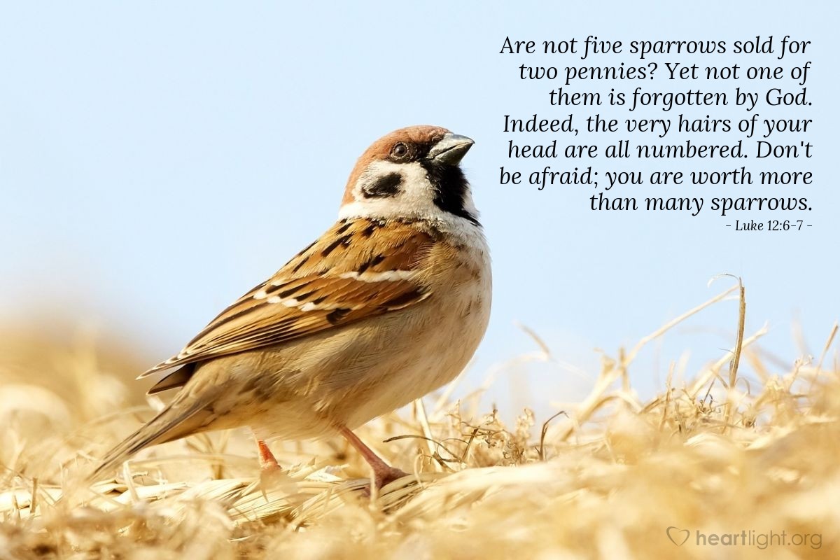Illustration of Luke 12:6-7 — Are not five sparrows sold for two pennies? Yet not one of them is forgotten by God. Indeed, the very hairs of your head are all numbered. Don't be afraid; you are worth more than many sparrows.