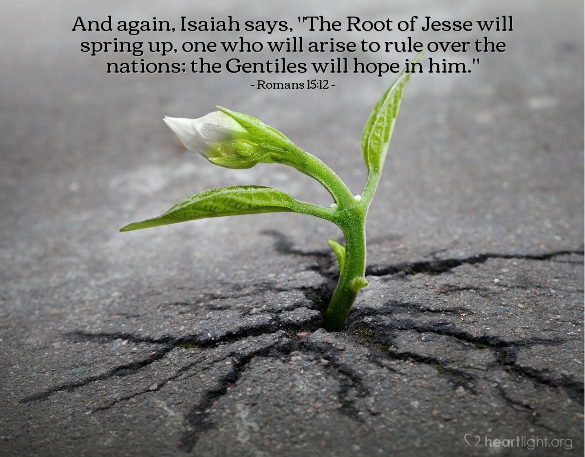 Romans 15:12 | And again, Isaiah says, "The Root of Jesse will spring up, one who will arise to rule over the nations; the Gentiles will hope in him."