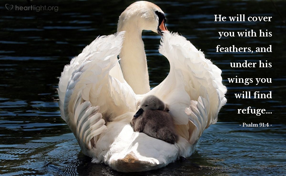 Illustration of Psalm 91:4 — He will cover you with his feathers, and under his wings you will find refuge...