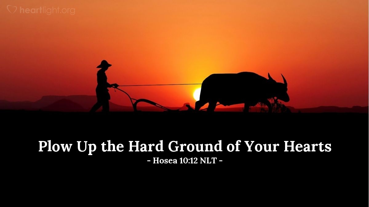 Illustration of Hosea 10:12 NLT — [God] said, "Plant the good seeds of righteousness,         and you will harvest a crop of love.Plow up the hard ground of your hearts,         for now is the time to seek the Lord,that he may come         and shower righteousness upon you." 