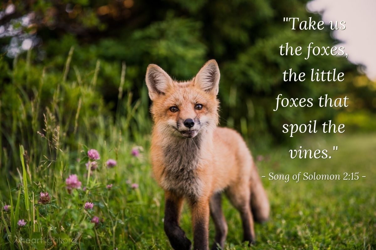 Illustration of Song of Solomon 2:15 — "Take us the foxes, the little foxes that spoil the vines."