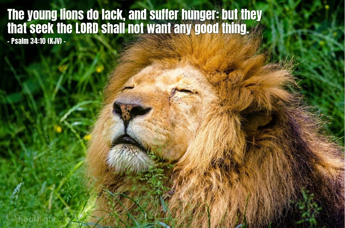 Illustration of Psalm 34:10 (KJV) — The young lions do lack, and suffer hunger: but they that seek the Lord shall not want any good thing.