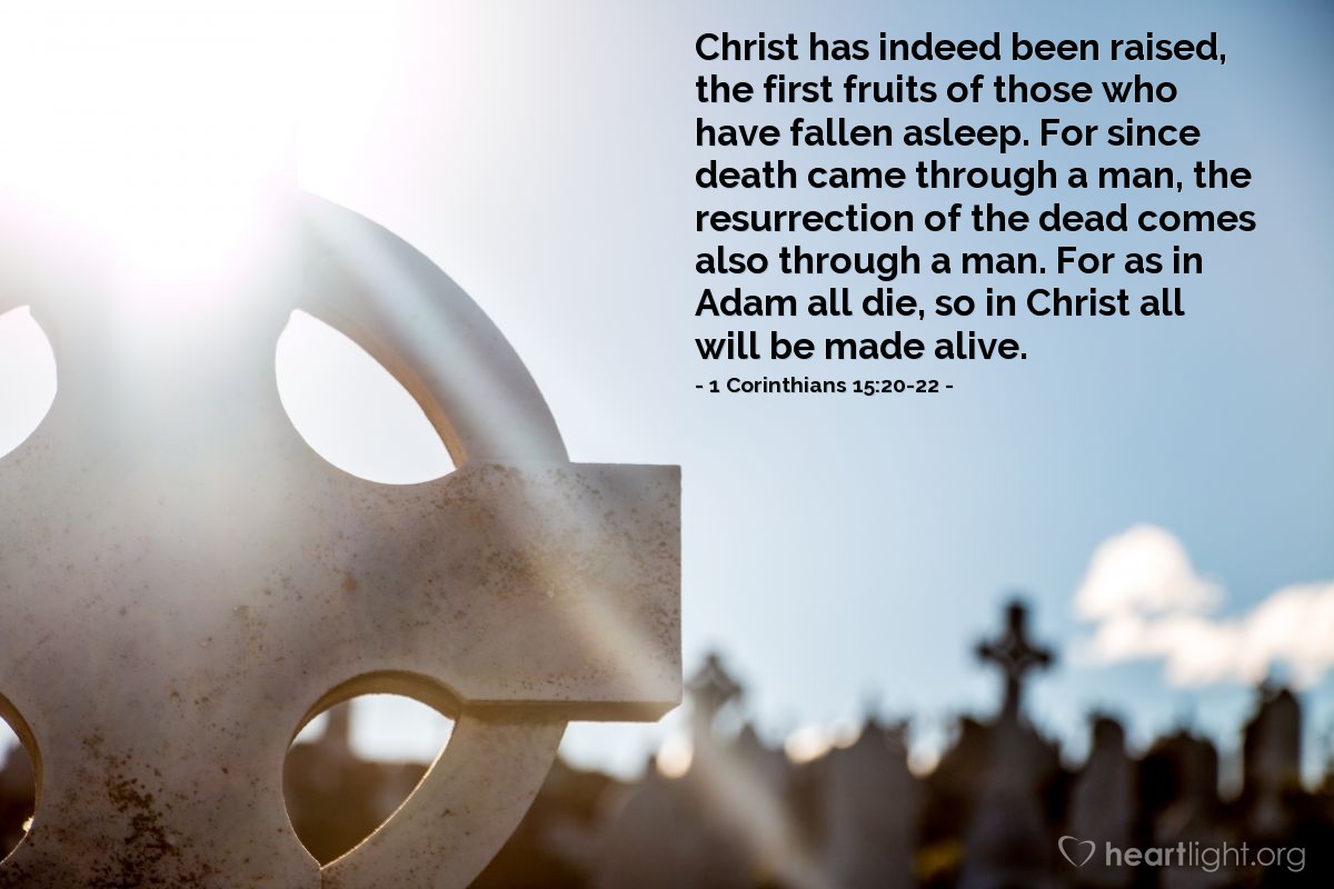 Illustration of 1 Corinthians 15:20-22 — Christ has indeed been raised, the first fruits of those who have fallen asleep. For since death came through a man, the resurrection of the dead comes also through a man. For as in Adam all die, so in Christ all will be made alive.