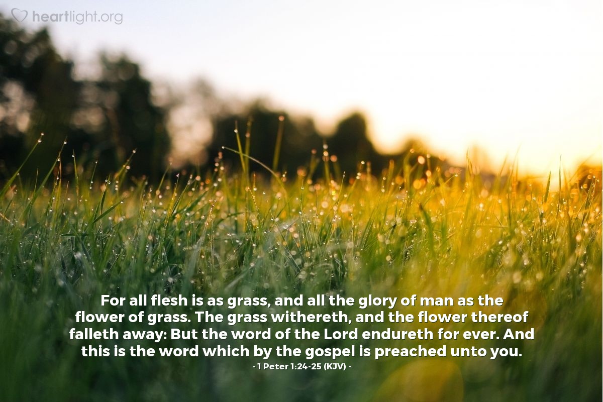 Illustration of 1 Peter 1:24-25 (KJV) — For all flesh is as grass, and all the glory of man as the flower of grass. The grass withereth, and the flower thereof falleth away: But the word of the Lord endureth for ever. And this is the word which by the gospel is preached unto you.