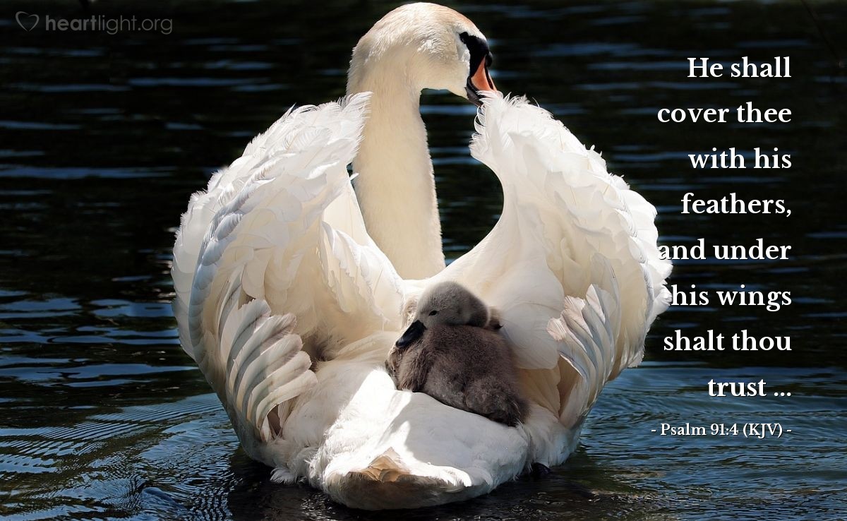 Illustration of Psalm 91:4 (KJV) — He shall cover thee with his feathers, and under his wings shalt thou trust ...