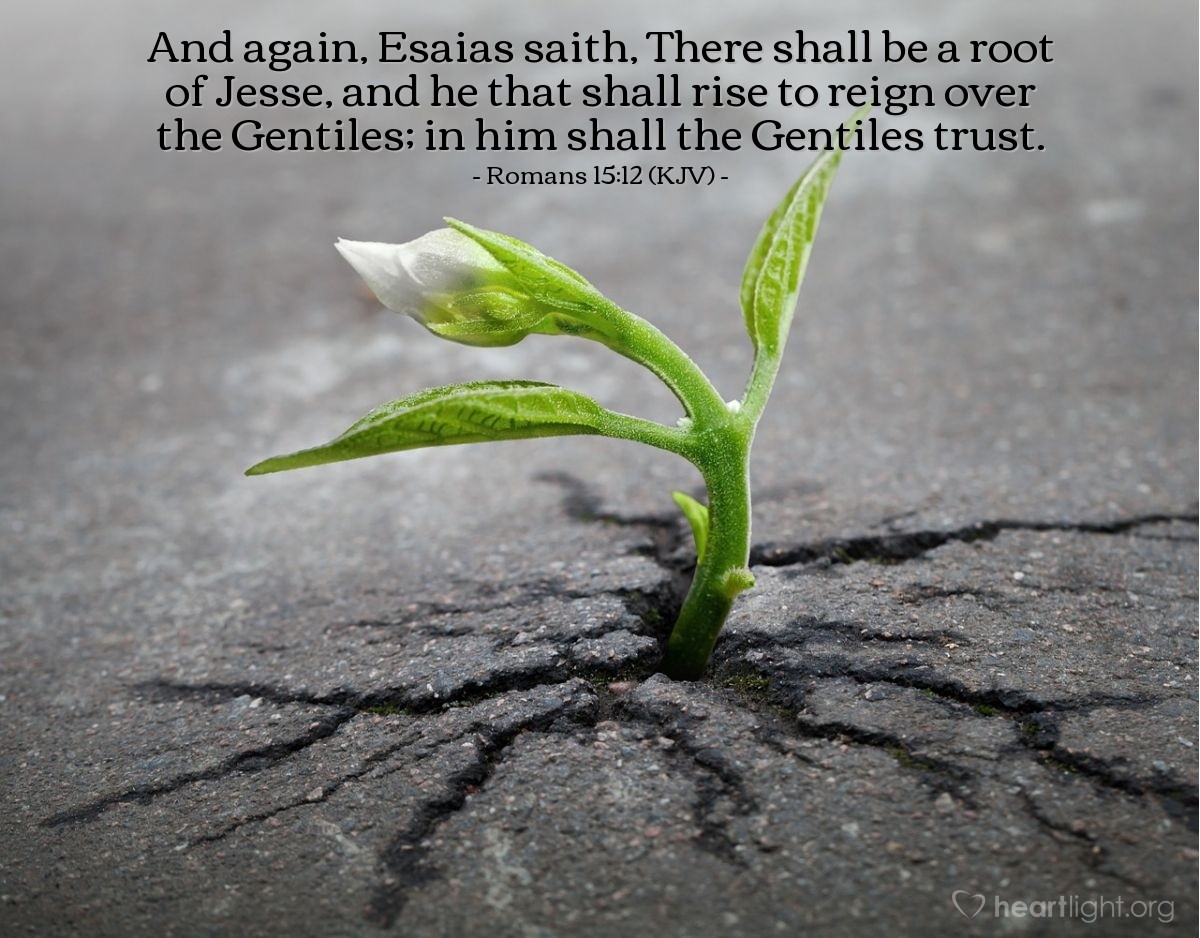 Illustration of Romans 15:12 (KJV) — And again, Esaias saith, There shall be a root of Jesse, and he that shall rise to reign over the Gentiles; in him shall the Gentiles trust.