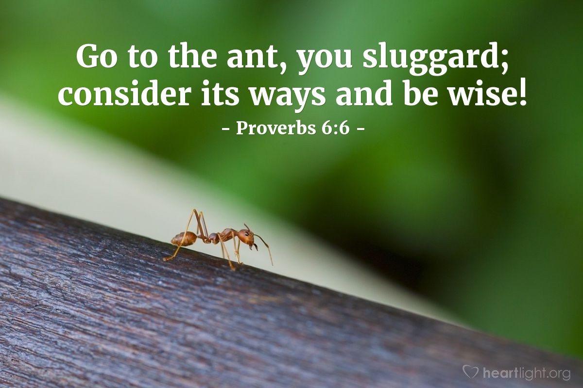 Proverbs 66 Illustrated Go To The Ant You Sluggard Consider — Heartlight® Gallery