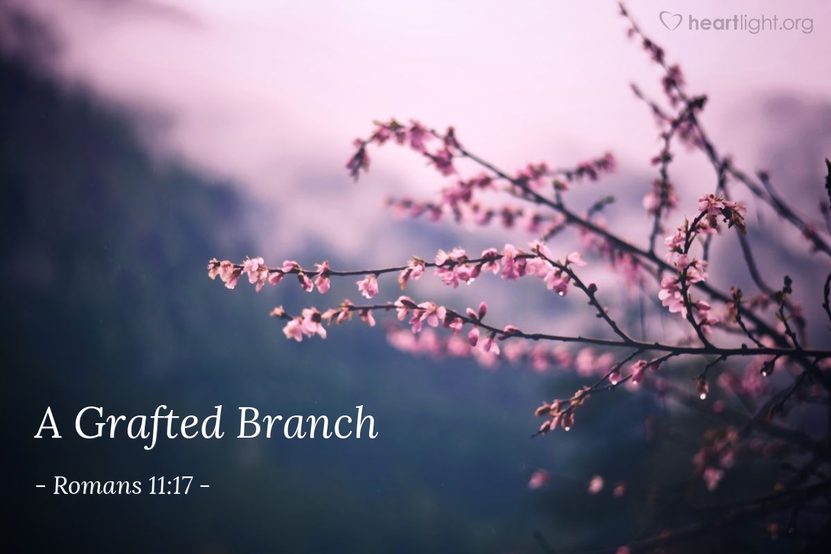 A Grafted Branch — Romans 11:17