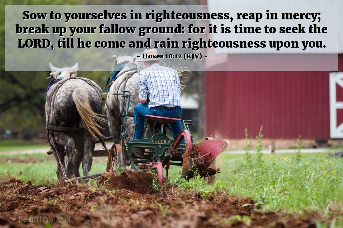 Illustration of Hosea 10:12 (KJV) — Sow to yourselves in righteousness, reap in mercy; break up your fallow ground: for it is time to seek the LORD, till he come and rain righteousness upon you.
