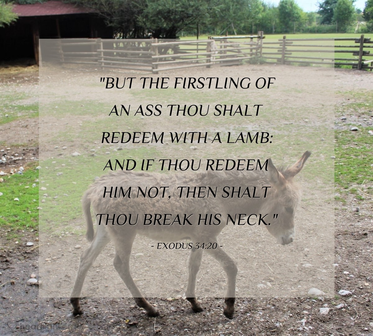 Illustration of Exodus 34:20 — "But the firstling of an ass thou shalt redeem with a lamb: and if thou redeem him not, then shalt thou break his neck."