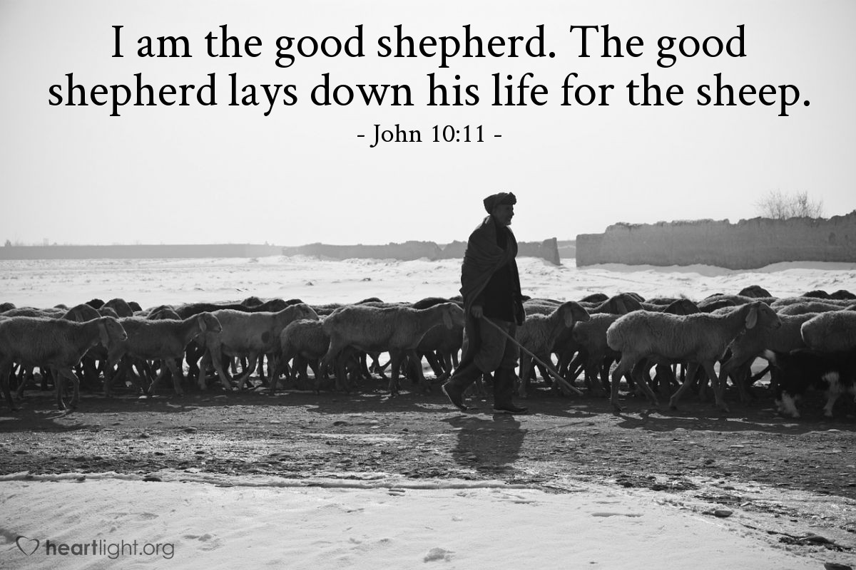 Illustration of John 10:11 — I am the good shepherd. The good shepherd lays down his life for the sheep.