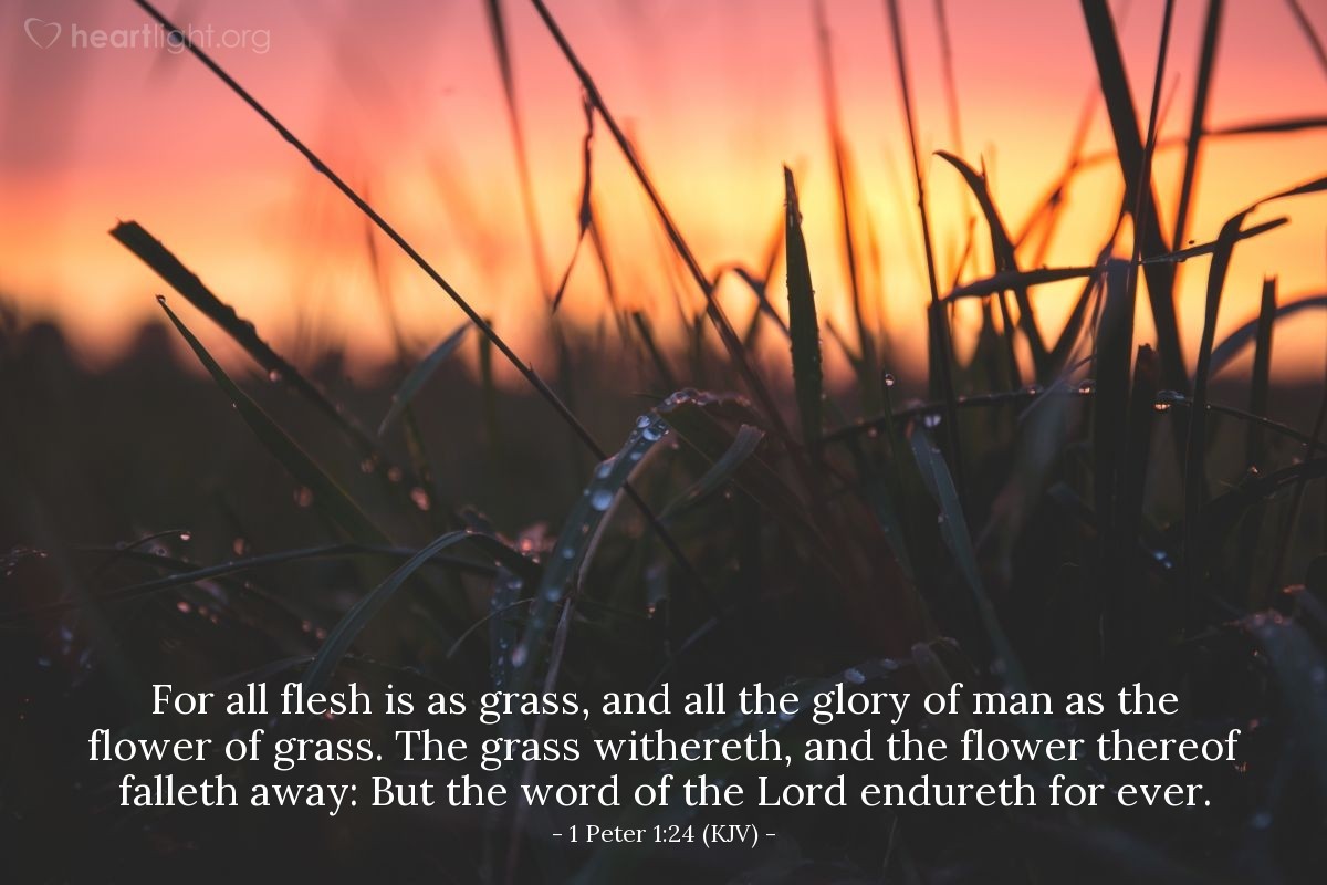 Illustration of 1 Peter 1:24 (KJV) — For all flesh is as grass, and all the glory of man as the flower of grass. The grass withereth, and the flower thereof falleth away: But the word of the Lord endureth for ever.