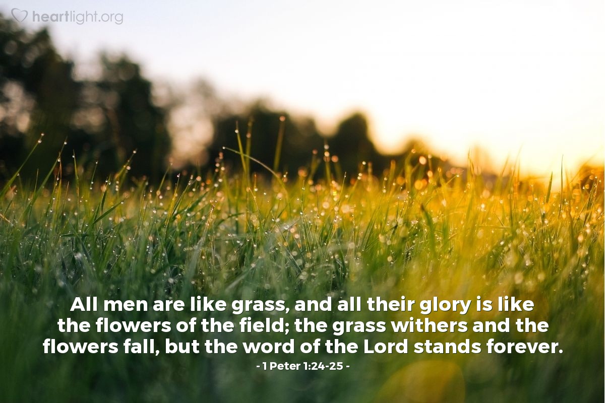 Illustration of 1 Peter 1:24-25 — All men are like grass, and all their glory is like the flowers of the field; the grass withers and the flowers fall, but the word of the Lord stands forever.