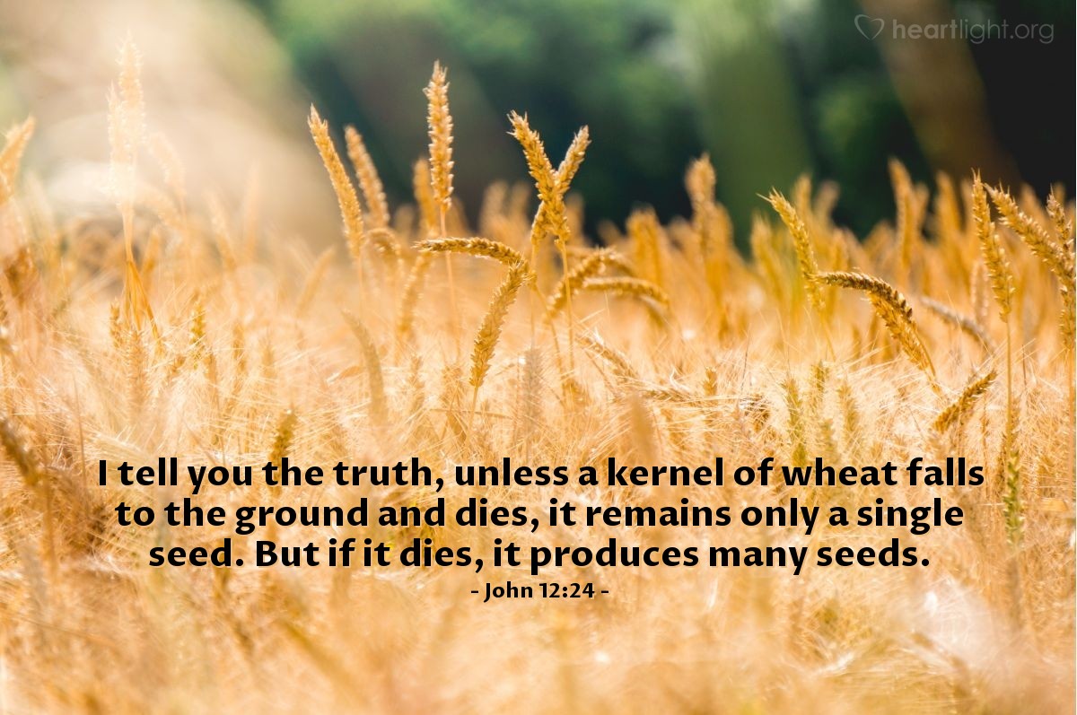 John 12:24 | I tell you the truth, unless a kernel of wheat falls to the ground and dies, it remains only a single seed. But if it dies, it produces many seeds.