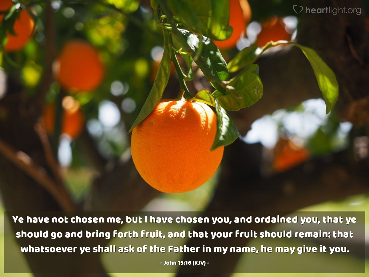 Illustration of John 15:16 (KJV) — Ye have not chosen me, but I have chosen you, and ordained you, that ye should go and bring forth fruit, and that your fruit should remain: that whatsoever ye shall ask of the Father in my name, he may give it you.