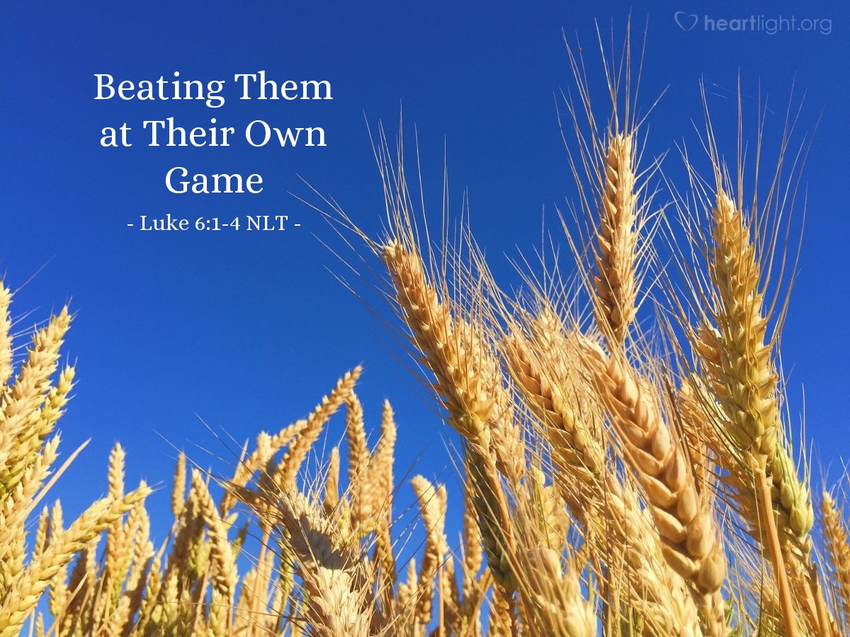 Illustration of Luke 6:1-4 NLT — "Why are you breaking the law by harvesting grain on the Sabbath?"