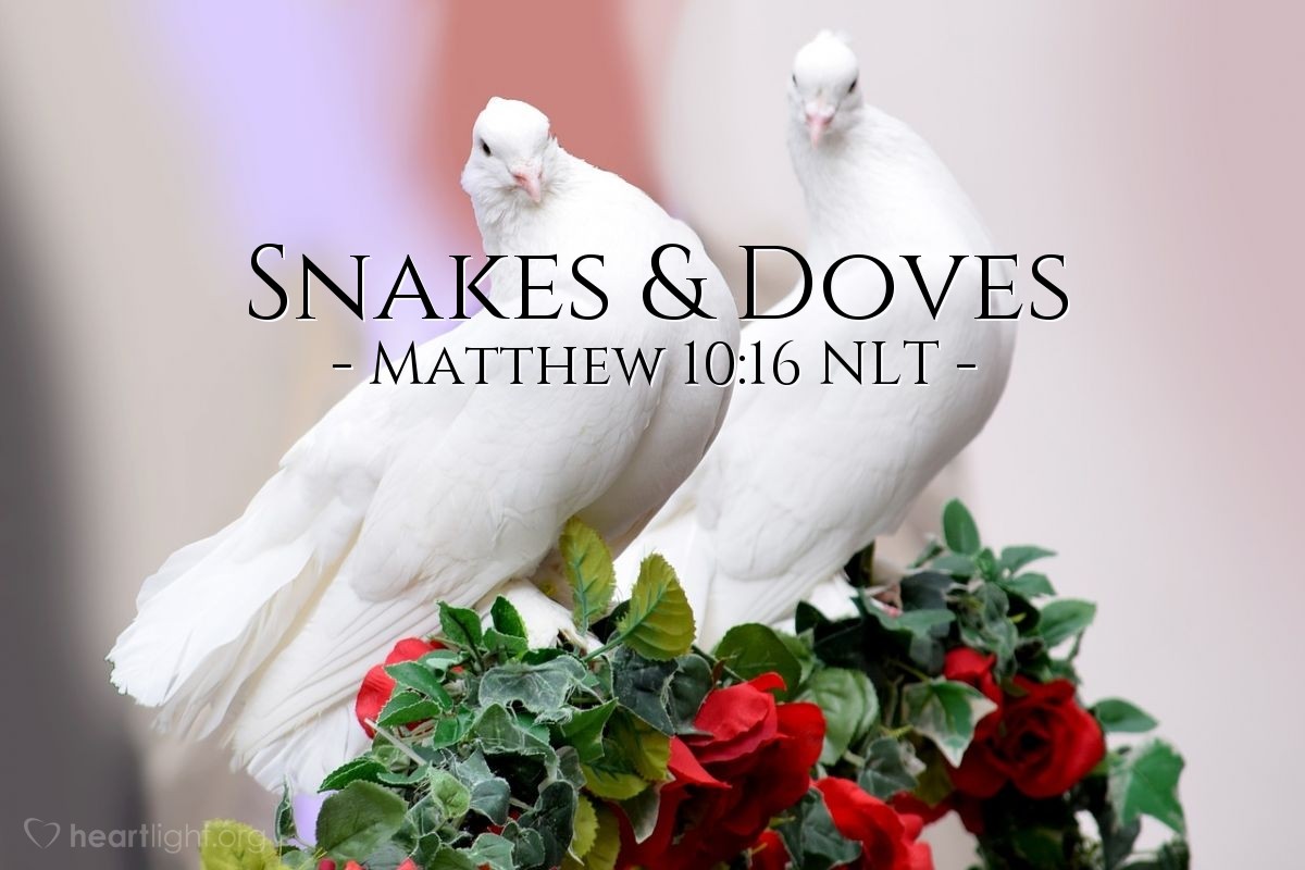 Illustration of Matthew 10:16 NLT — [Jesus warned the apostles when he sent them out:] "Look, I am sending you out as sheep among wolves. So be as shrewd as snakes and harmless as doves."