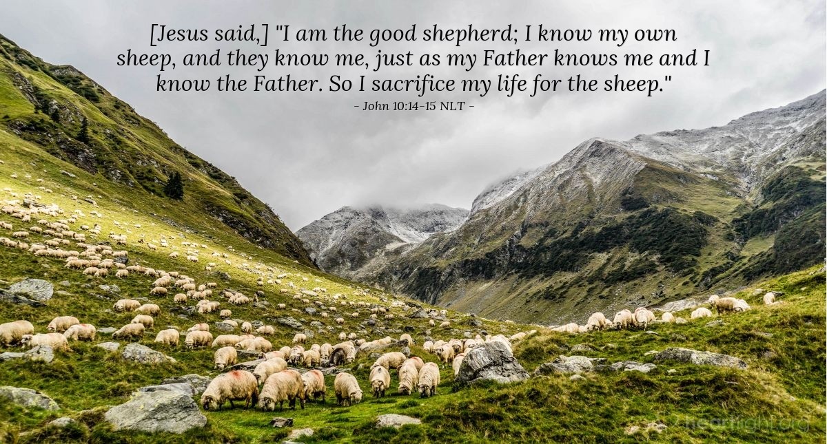 Illustration of John 10:14-15 NLT â [Jesus said,] "I am the good shepherd; I know my own sheep, and they know me, just as my Father knows me and I know the Father. So I sacrifice my life for the sheep."