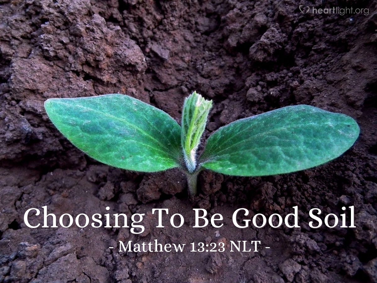 Illustration of Matthew 13:23 NLT — "The seed that fell on good soil represents those who truly hear and understand God's word and produce a harvest of thirty, sixty, or even a hundred times as much as had been planted!"