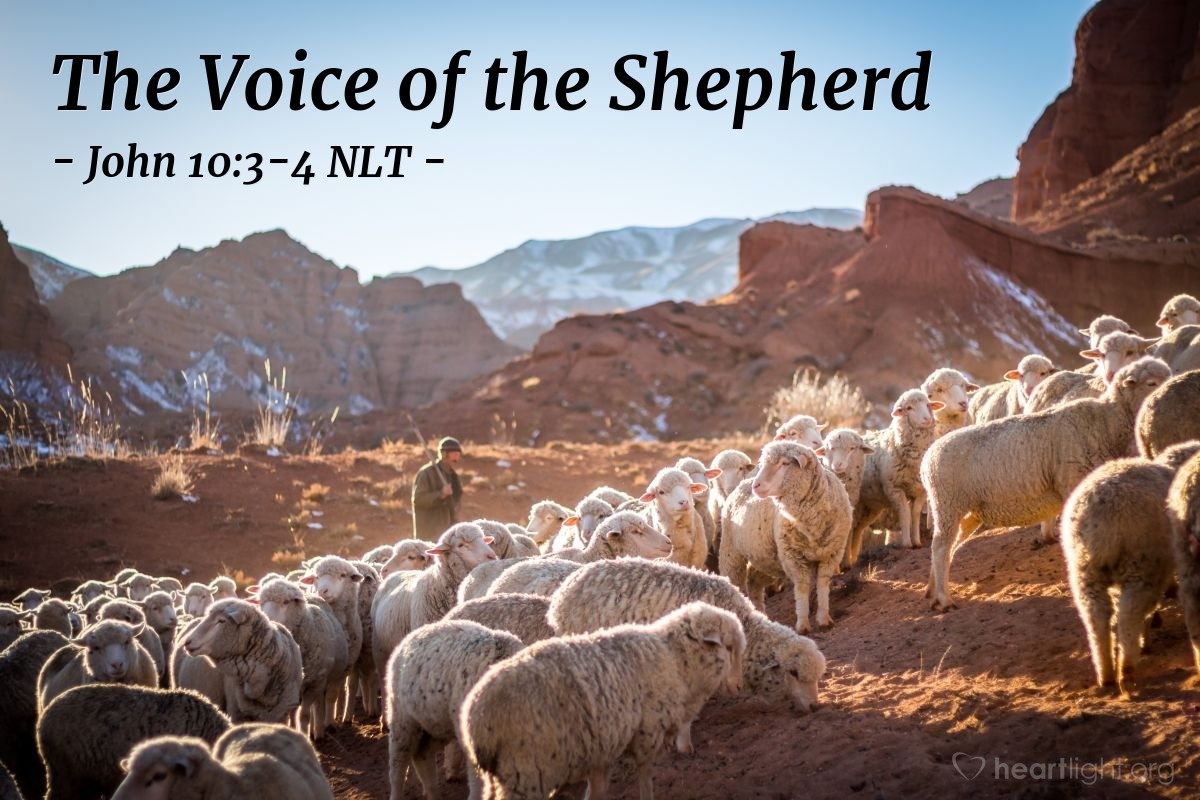 The Voice Of The Shepherd John 10 3 4 What Jesus Did 