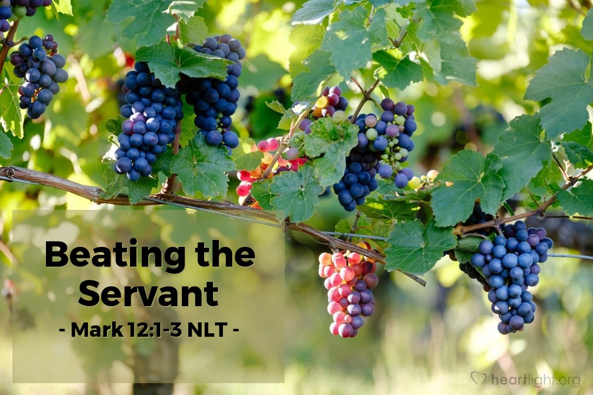 Illustration of Mark 12:1-3 NLT —  At the time of the grape harvest, he sent one of his servants to collect his share of the crop.