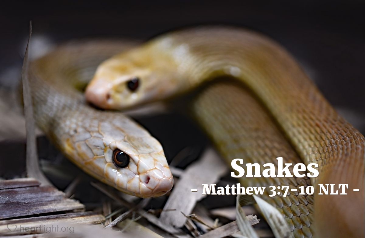 Illustration of Matthew 3:7-10 NLT — "You brood of snakes!"