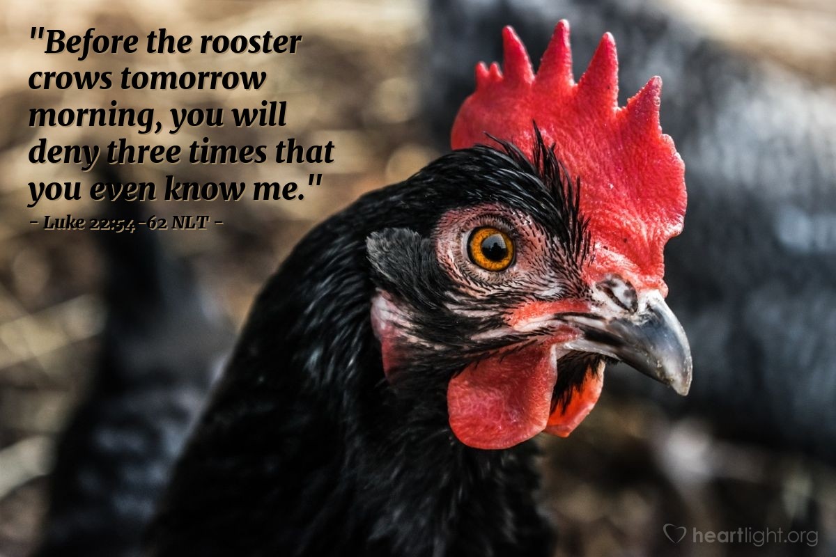 Illustration of Luke 22:54-62 NLT — "Before the rooster crows tomorrow morning, you will deny three times that you even know me."