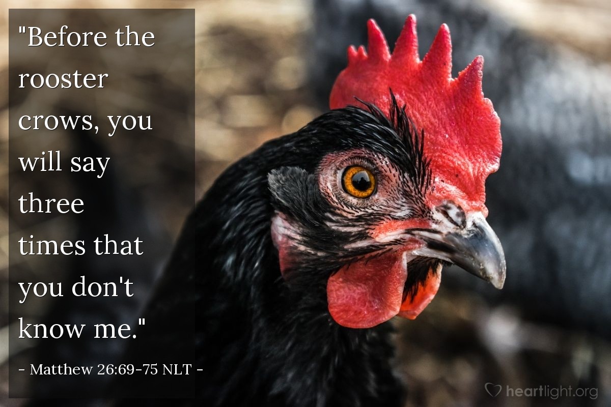 Illustration of Matthew 26:69-75 NLT — "Before the rooster crows, you will deny three times that you even know me."