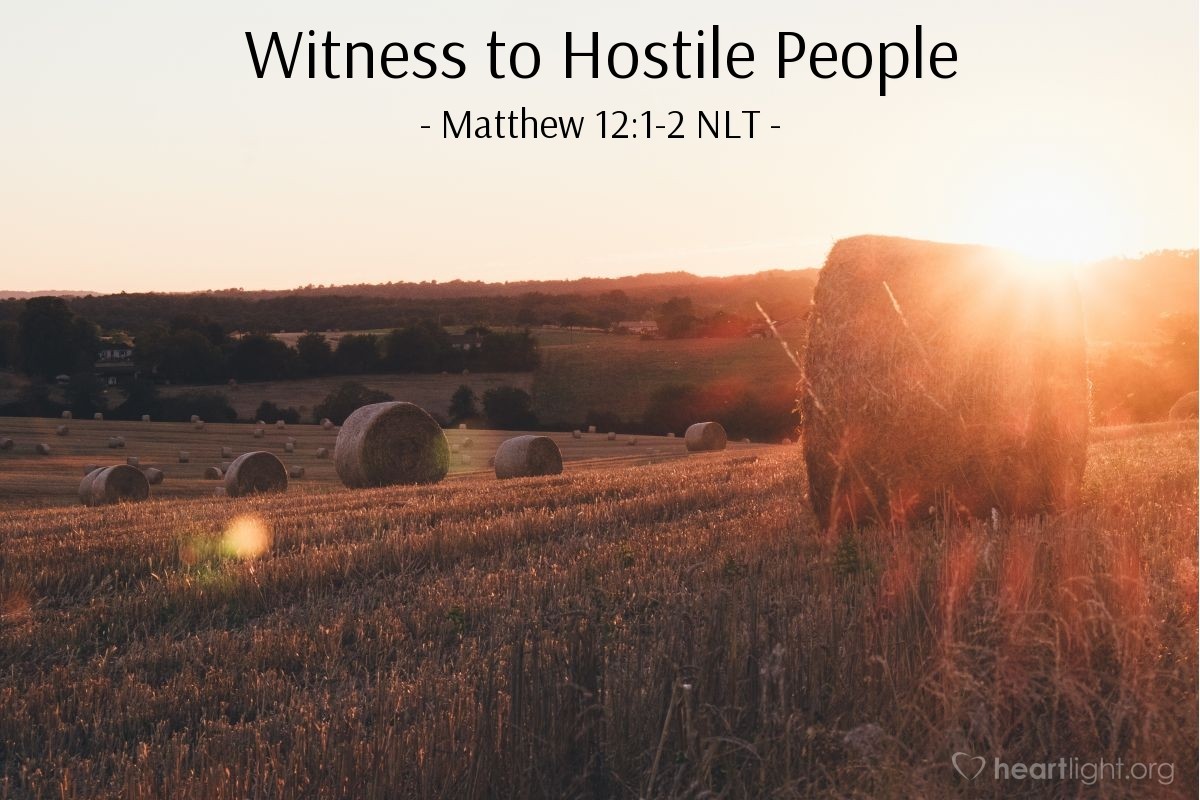 Illustration of Matthew 12:1-2 NLT — "Look, your disciples are breaking the law by harvesting grain on the Sabbath."