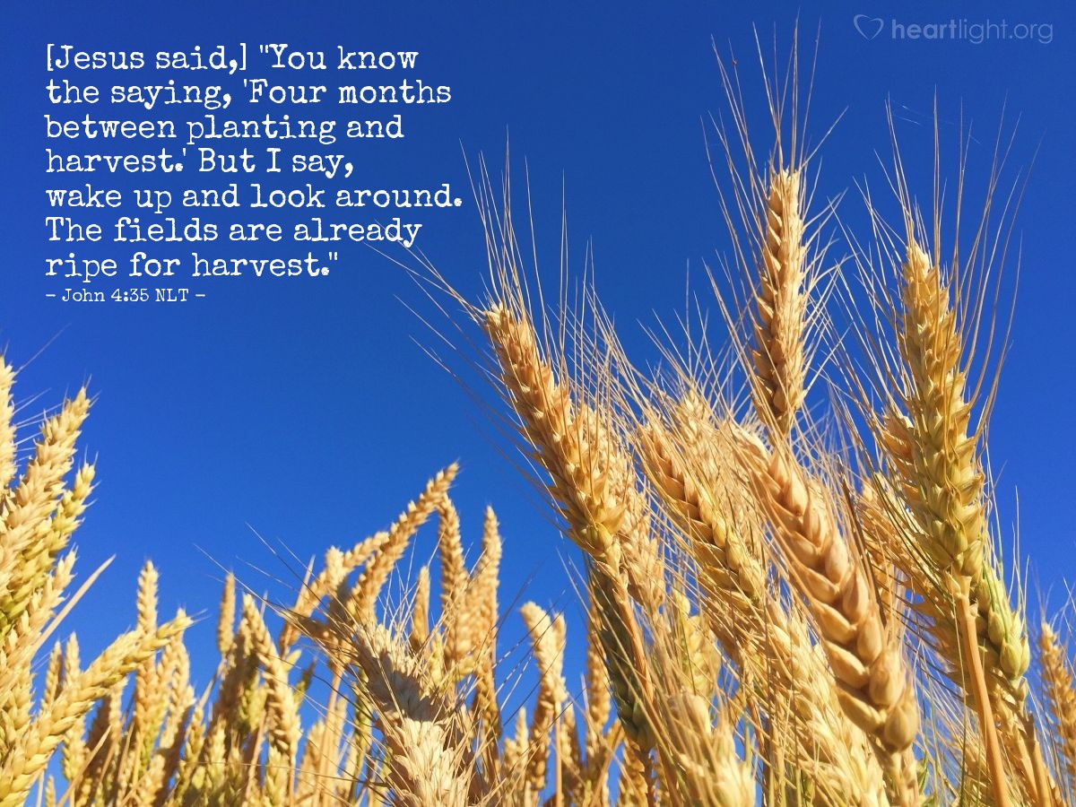 Illustration of John 4:35 NLT — [Jesus continued,] "You know the saying, 'Four months between planting and harvest.' But I say, wake up and look around. The fields are already ripe for harvest."